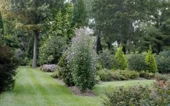 Purple Pillar Rose Of Sharon - 5 Gallon Pot -Shrub Plant Shop rose of sharon purple pillar 21