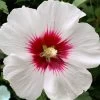 Red Heart Rose Of Sharon - 1 Gallon Pot
