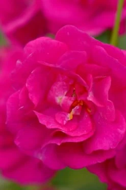 Oso Easy 'Peasy' Rose - 2 Gallon Pot -Shrub Plant Shop rose oso easy peasy 1
