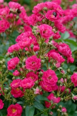 Oso Easy 'Peasy' Rose - 2 Gallon Pot -Shrub Plant Shop rose oso easy peasy 2