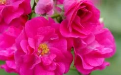 Oso Easy 'Peasy' Rose - 2 Gallon Pot -Shrub Plant Shop rose oso easy peasy 5
