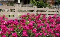 Oso Easy 'Peasy' Rose - 2 Gallon Pot -Shrub Plant Shop rose oso easy peasy 6