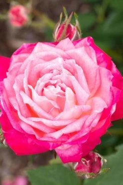Peppermint Pop Rose - 3 Gallon Pot -Shrub Plant Shop rose pop rose 500x750 1