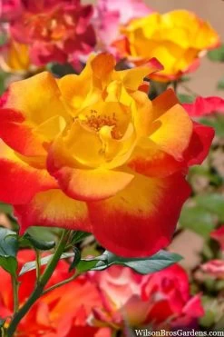 Sunset Horizon Rose - 3 Gallon Pot