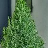 Arp Rosemary Pyramid Form - 2 Gallon Pot