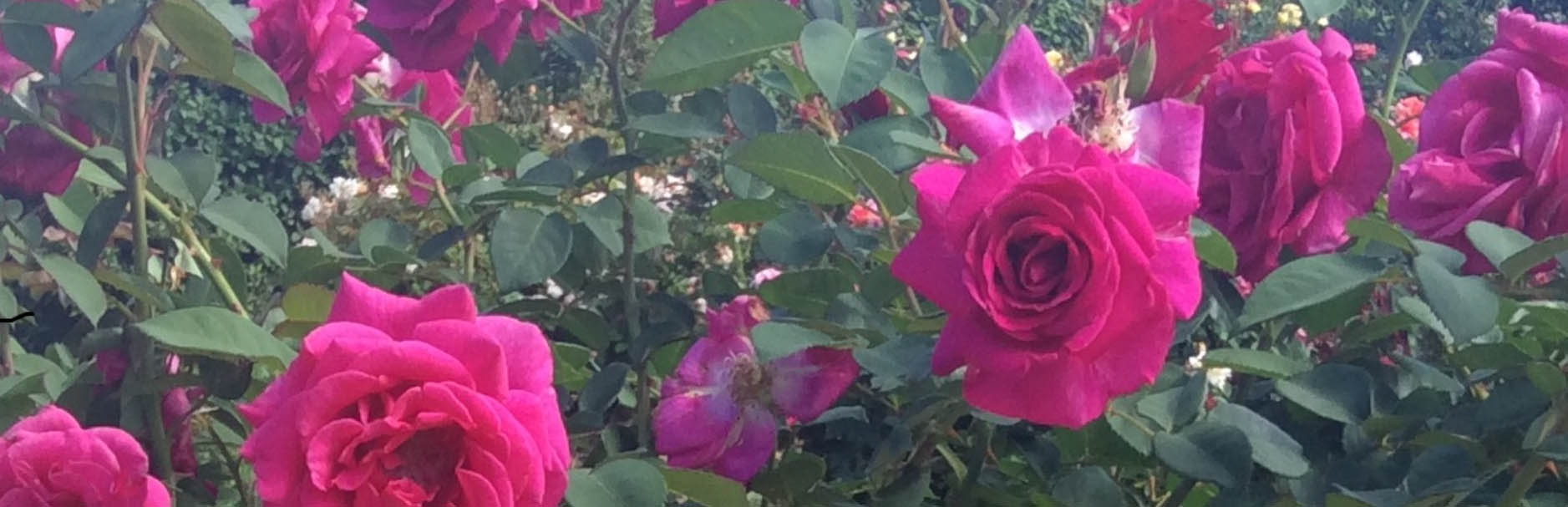 Shrub Plant Shop -Shrub Plant Shop rtret