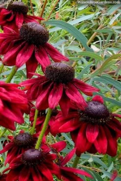 Cherry Brandy Rudbeckia (Black Eyed Susan) - 10" Patio Pot