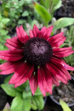 Cherry Brandy Rudbeckia (Black Eyed Susan) - 1 Gallon Pot -Shrub Plant Shop rudbeckia cherry brandy 13