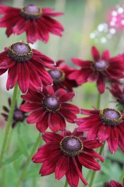 Cherry Brandy Rudbeckia (Black Eyed Susan) - 1 Gallon Pot -Shrub Plant Shop rudbeckia cherry brandy 16
