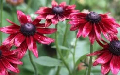 Cherry Brandy Rudbeckia (Black Eyed Susan) - 10" Patio Pot -Shrub Plant Shop rudbeckia cherry brandy 2 800x500 2
