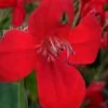 Ragin' Cajun Red Mexican Petunia (Ruellia Elegans) - 1 Gallon Pot