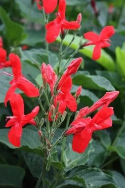 Ragin' Cajun Red Mexican Petunia (Ruellia Elegans) - 1 Gallon Pot -Shrub Plant Shop ruellia elegans ragin cajun red mexican petunia 2 1