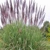 Ravenna Hardy Pampas Grass - 1 Gallon Pot