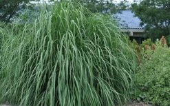 Ravenna Hardy Pampas Grass - 1 Gallon Pot -Shrub Plant Shop sacccharum ravennae hardy pampas grass 4