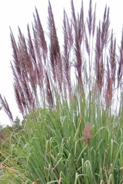 Ravenna Hardy Pampas Grass - 1 Gallon Pot -Shrub Plant Shop sacccharun ravennae hardy pampas grass 2