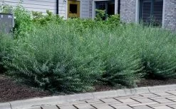 Dwarf Blue Arctic Willow Bush (Salix Purpurea 'Nana') - 5 Gallon Pot -Shrub Plant Shop salix purpurea dwarf blue arctic willow 13