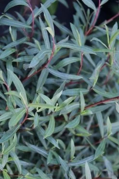 Dwarf Blue Arctic Willow Bush (Salix Purpurea 'Nana') - 2 Gallon Pot -Shrub Plant Shop salix purpurea dwarf blue arctic willow 19 1