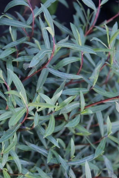 Dwarf Blue Arctic Willow Bush (Salix Purpurea 'Nana') - 1 Gallon Pot 7 Dwarf Blue Arctic Willow Bush (Salix Purpurea 'Nana') - 1 Gallon Pot - Image 7
