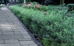 Dwarf Blue Arctic Willow Bush (Salix Purpurea 'Nana') - 1 Gallon Pot 12 Dwarf Blue Arctic Willow Bush (Salix Purpurea 'Nana') - 1 Gallon Pot -Shrub Plant Shop salix purpurea dwarf blue arctic willow 3 2