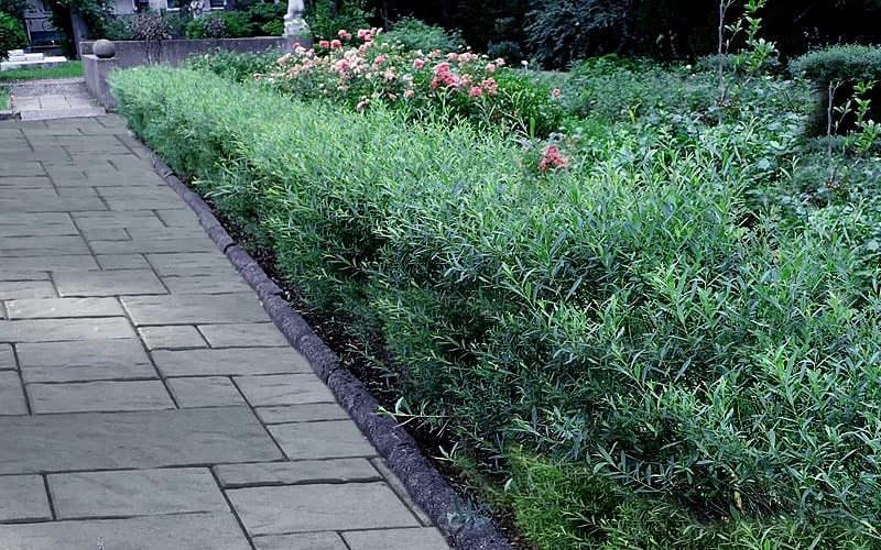 Dwarf Blue Arctic Willow Bush (Salix Purpurea 'Nana') - 1 Gallon Pot 5 Dwarf Blue Arctic Willow Bush (Salix Purpurea 'Nana') - 1 Gallon Pot - Image 5