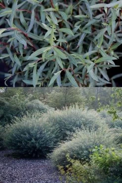 Dwarf Blue Arctic Willow Bush (Salix Purpurea 'Nana') - 2 Gallon Pot -Shrub Plant Shop salix purpurea dwarf blue arctic willow 5 1