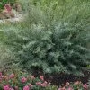 Dwarf Blue Arctic Willow Bush (Salix Purpurea 'Nana') - 1 Gallon Pot