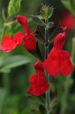 Radio Red Salvia (Autumn Sage) - 1 Gallon Pot 9 Radio Red Salvia (Autumn Sage) - 1 Gallon Pot -Shrub Plant Shop salvia greggii radio red autumn sage 1
