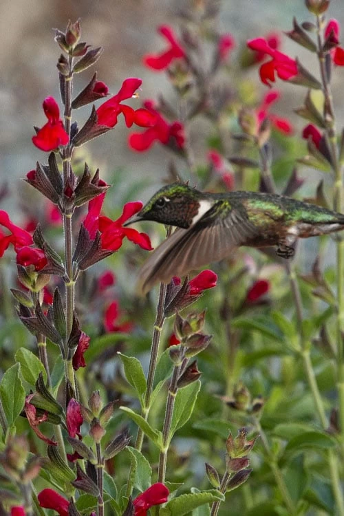 Radio Red Salvia (Autumn Sage) - 1 Gallon Pot 1 Radio Red Salvia (Autumn Sage) - 1 Gallon Pot