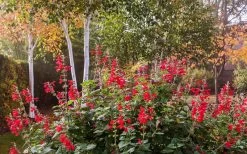 Radio Red Salvia (Autumn Sage) - 1 Gallon Pot 10 Radio Red Salvia (Autumn Sage) - 1 Gallon Pot -Shrub Plant Shop salvia greggii radio red autumn sage 3