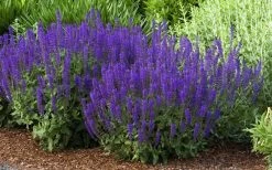 May Night Salvia - 1 Gallon -Shrub Plant Shop salvia nemerosa may night 2