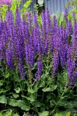May Night Salvia - 1 Gallon -Shrub Plant Shop salvia nemerosa may night 4