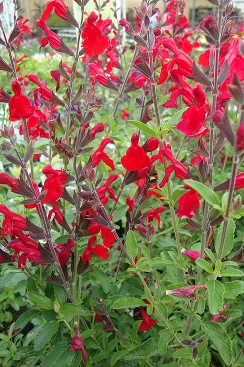 Radio Red Salvia (Autumn Sage) - 1 Gallon Pot 6 Radio Red Salvia (Autumn Sage) - 1 Gallon Pot - Image 6