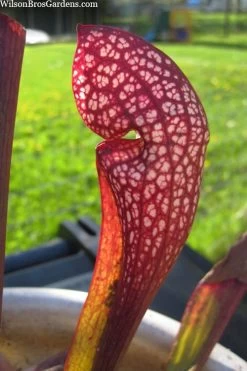 Scarlet Belle Pitcher Plant (Sarracenia) - 2.5 Quart Pot -Shrub Plant Shop sarracenia scarlet belle pitcher plant 2
