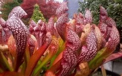 Scarlet Belle Pitcher Plant (Sarracenia) - 2.5 Quart Pot -Shrub Plant Shop sarracenia scarlet belle pitcher plant 3
