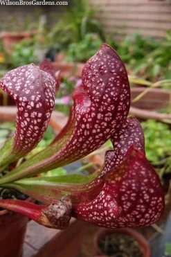 Scarlet Belle Pitcher Plant (Sarracenia) - 2.5 Quart Pot -Shrub Plant Shop sarracenia scarlet belle pitcher plant 5