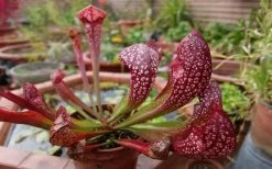 Scarlet Belle Pitcher Plant (Sarracenia) - 2.5 Quart Pot -Shrub Plant Shop sarracenia scarlet belle pitcher plant 6