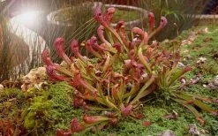 Scarlet Belle Pitcher Plant (Sarracenia) - 2.5 Quart Pot -Shrub Plant Shop sarracenia scarlet belle pitcher plant 7