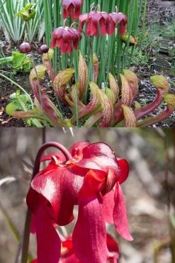 Scarlet Belle Pitcher Plant (Sarracenia) - 2.5 Quart Pot -Shrub Plant Shop sarracenia scarlet belle pitcher plant 8