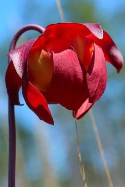 Scarlet Belle Pitcher Plant (Sarracenia) - 2.5 Quart Pot -Shrub Plant Shop sarracenia scarlet belle pitcher plant 9