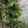 Rose Sensation Pink Climbing Hydrangea Vine - 3 Gallon Pot