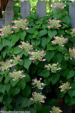 Rose Sensation Pink Climbing Hydrangea Vine - 3 Gallon Pot -Shrub Plant Shop schizophragma hydrangeoides rose sensation climbing hydrangea 104
