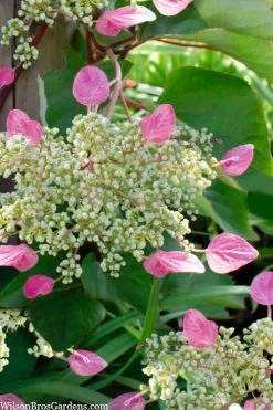 Rose Sensation Pink Climbing Hydrangea Vine - 3 Gallon Pot -Shrub Plant Shop schizophragma hydrangeoides rose sensation climbing hydrangea 105