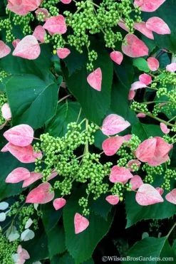 Rose Sensation Pink Climbing Hydrangea Vine - 3 Gallon Pot -Shrub Plant Shop schizophragma hydrangeoides rose sensation climbing hydrangea 106