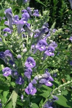 Downy Skullcap (Scutellaria Incana) - 1 Gallon Pot -Shrub Plant Shop scuttelaria incana downy skullcap 4