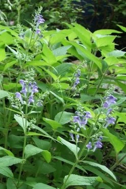 Downy Skullcap (Scutellaria Incana) - 1 Gallon Pot -Shrub Plant Shop scuttelaria incana downy skullcap 5