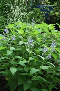 Downy Skullcap (Scutellaria Incana) - 1 Gallon Pot -Shrub Plant Shop scuttelaria incana downy skullcap 6