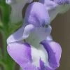 Downy Skullcap (Scutellaria Incana) - 1 Gallon Pot