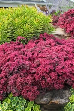 Dazzleberry Sedum - 5 Pack Of 4" Pint Pots