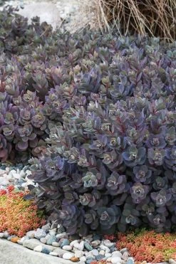 Dazzleberry Sedum - 5 Pack Of 4" Pint Pots -Shrub Plant Shop sedum dazzleberry stonecrop 6