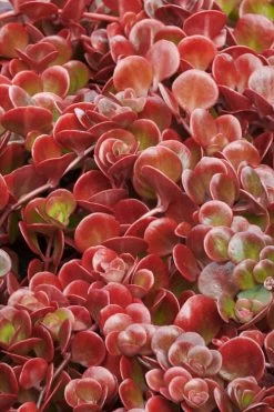 Coral Reef Sedum - 5-Pack Of Pint Pots -Shrub Plant Shop sedum tectractinum coral reef stonecrop 1 1